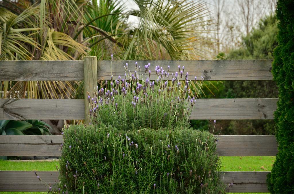 Lavender Lodge Tauranga Eksteriør billede